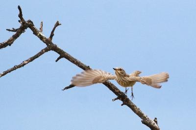 Muscicapa striata