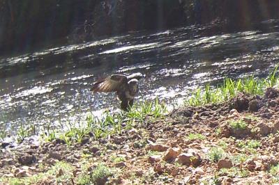 Buse variable