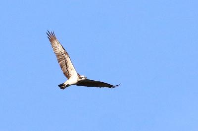 Pandion haliaetus