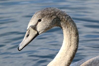 Cygne tuberculé