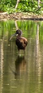 Ibis falcinelle
