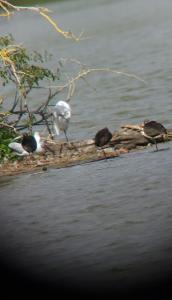 Ibis falcinelle