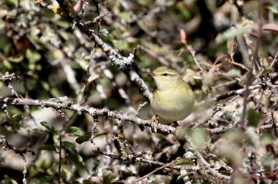 Phylloscopus trochilus