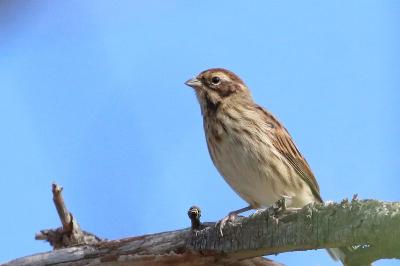 Bruant des roseaux