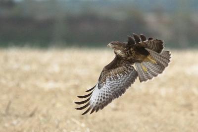 Buse variable