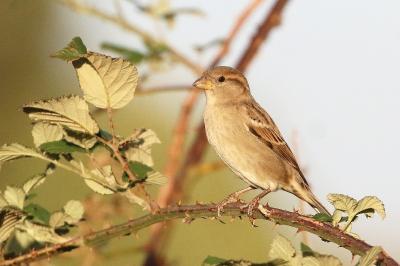 Moineau domestique
