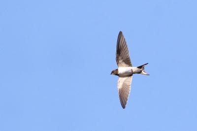 Hirondelle rustique
