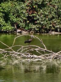 Ibis falcinelle