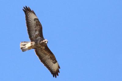 Buse variable