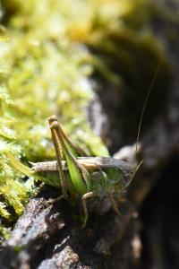 <i>Platycleis</i>