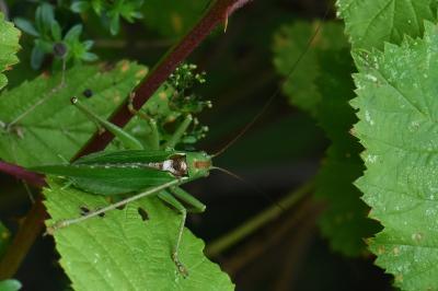 Grande Sauterelle verte