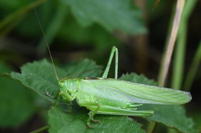 Grande Sauterelle verte