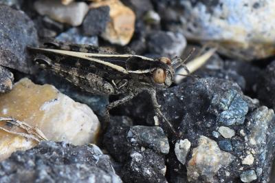 Caloptène italien