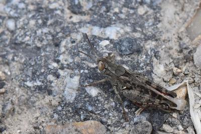 Caloptène italien