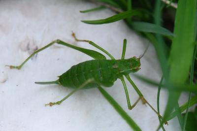 Leptophye ponctuée