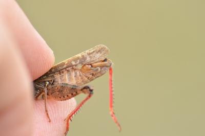 Caloptène italien