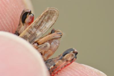 Caloptène italien