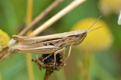 <i>Euchorthippus elegantulus</i>