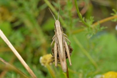 <i>Euchorthippus elegantulus</i>