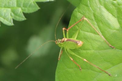 Leptophye ponctuée