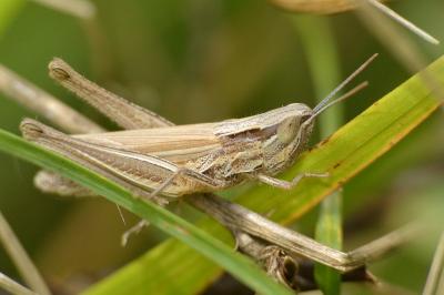 <i>Euchorthippus elegantulus</i>