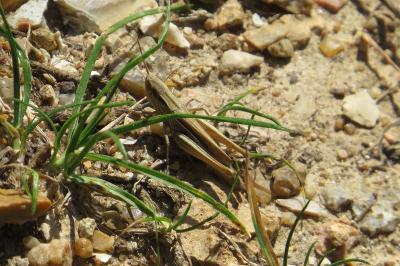 <i>Euchorthippus elegantulus</i>