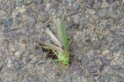 Grande Sauterelle verte