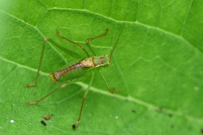 Leptophye ponctuée