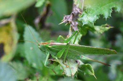 Grande Sauterelle verte