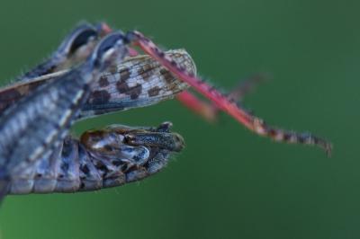 Caloptène italien
