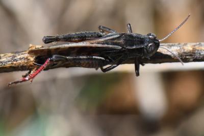 Caloptène italien