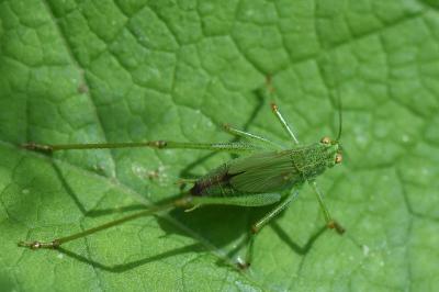 <i>Phaneroptera</i>
