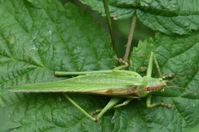 Grande Sauterelle verte