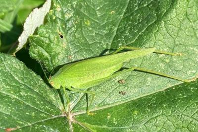 <i>Phaneroptera</i>
