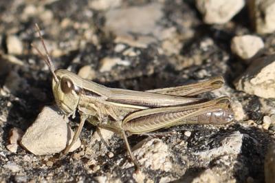 <i>Euchorthippus elegantulus</i>