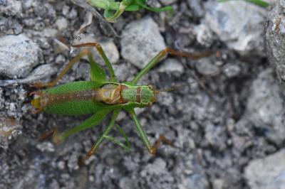 Leptophye ponctuée