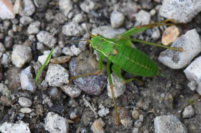 Leptophye ponctuée