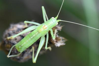 Méconème fragile