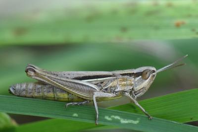 <i>Euchorthippus elegantulus</i>