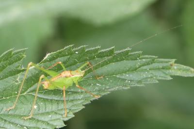 Leptophye ponctuée