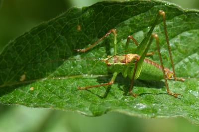 Leptophye ponctuée