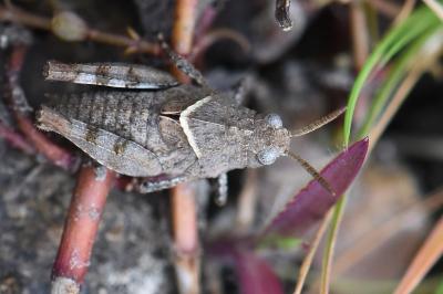 <i>Oedipoda</i>