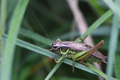 Decticelle bariolée