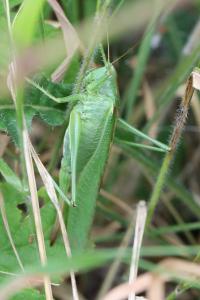 Grande Sauterelle verte