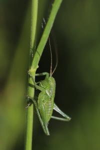 Grande Sauterelle verte