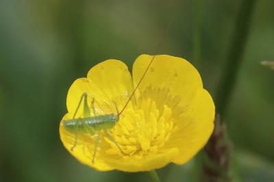 Grande Sauterelle verte