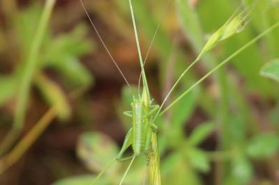Grande Sauterelle verte