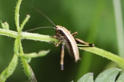 Decticelle cendrée