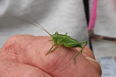 Grande Sauterelle verte