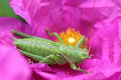 Tettigonia viridissima